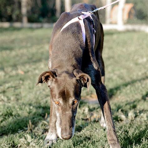 犬のハーネスが抜けにくい！ その原因と対策を徹底解説