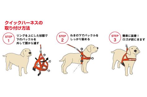 犬のハーネスの付け方完全ガイド