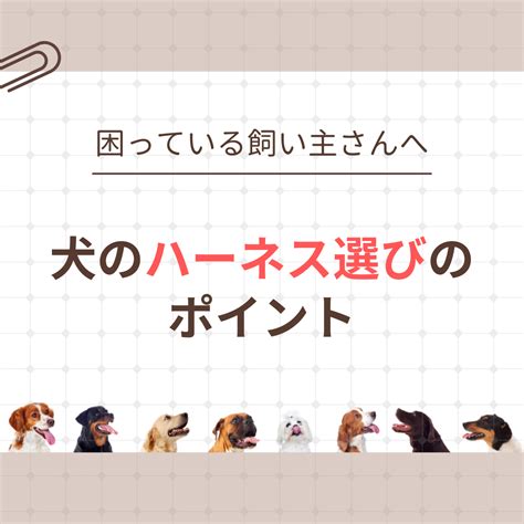 犬のハーネス選び方