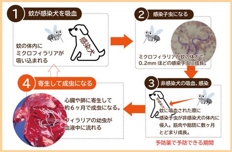 犬のフィラリア症予防ガイド: 種村獣医科医院の包括的アプローチ