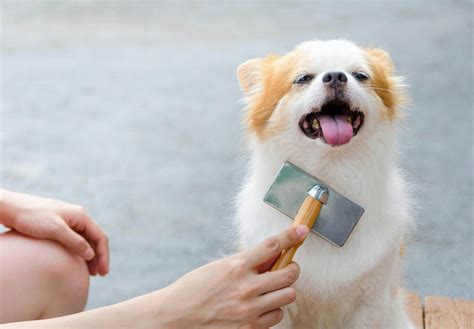 犬のブラッシングのすべて：健康な毛並みと幸せな犬のために