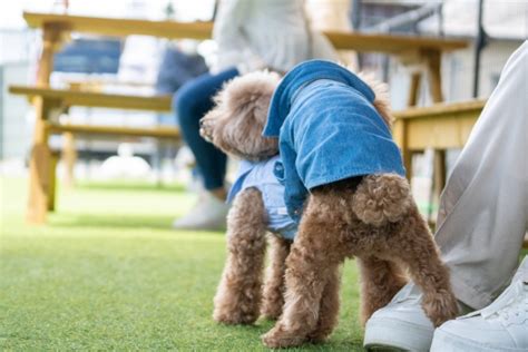 犬のマウンティングとは