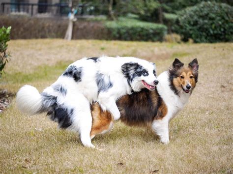 犬のマウンティングとは？あなたの愛犬の奇妙な行動を理解する