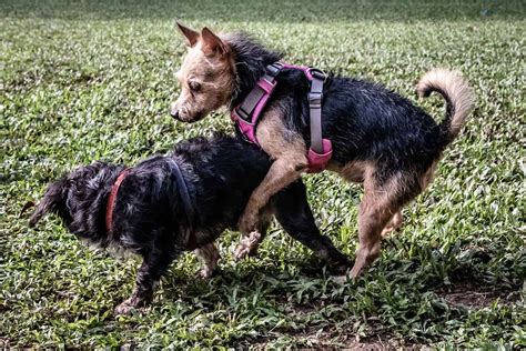 犬のマウンティングのすべて：原因、予防、対処法