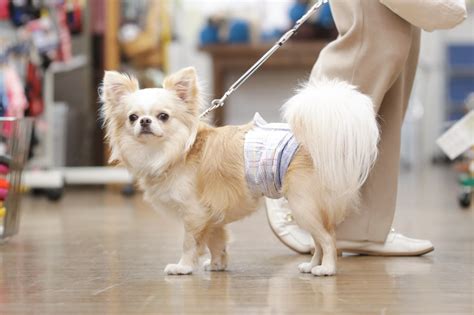 犬のマナーウェアについて：飼い主の責任と効果的な使い方