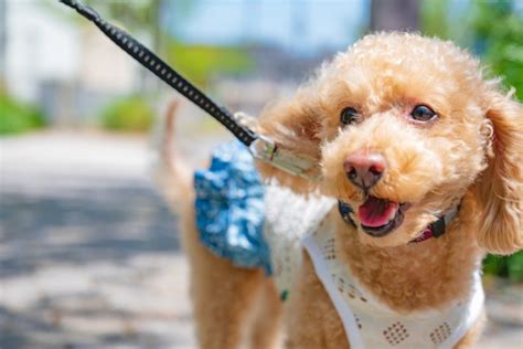 犬のリードが必要な理由