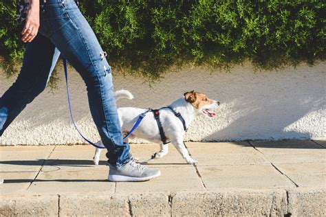 犬のリードとは：愛犬と安全に快適に散歩するために