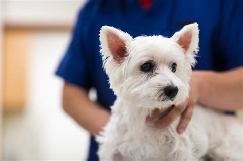 犬の健康とフィットネス：