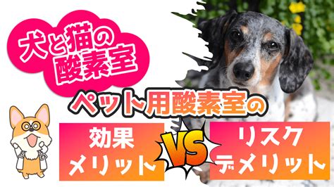 犬の健康と酵素の力: 愛犬の健康維持に不可欠な酵素の真実