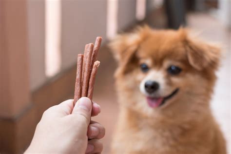 犬の健康にジャーキーを与えるメリットと注意すべき点