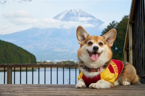 犬の健康に欠かせない栄養素がたっぷり！グリーン・トライプのすべて