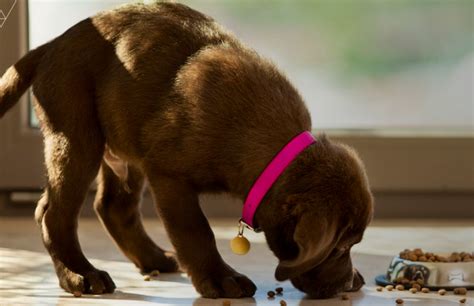 犬の健康のために：ユーカヌバのフードが提供する利点の徹底解説