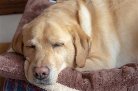 犬の優れた能力