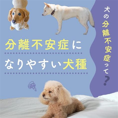 犬の分離不安になりやすい犬種