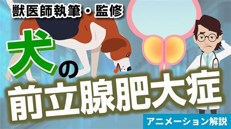 犬の前立腺肥大症による後肢障害の発生機序と対策