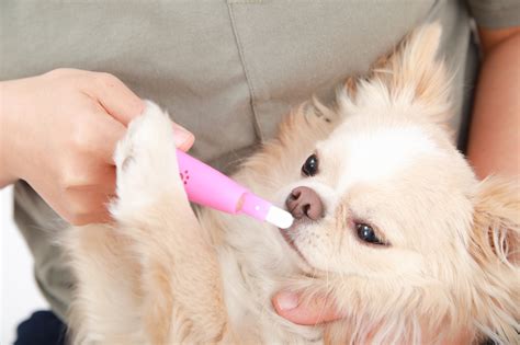 犬の医療ケアの重要性