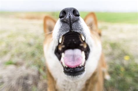 犬の吠えぐせ対策：実践的なガイド