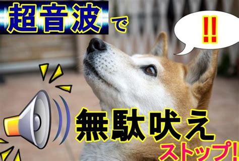 犬の吠え声: 原因と対処法