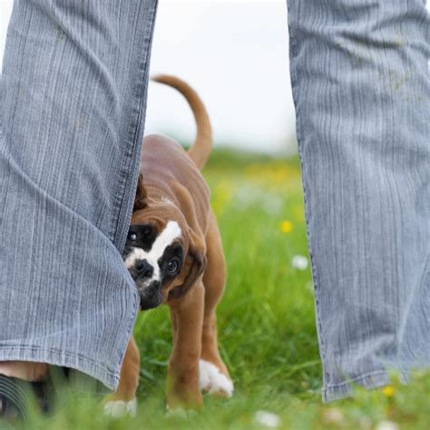 犬の咬み付き：予防と対処法