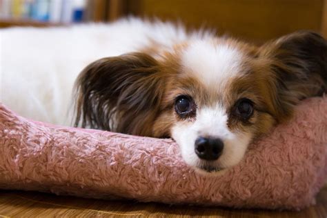 犬の圧迫排尿：原因、症状、治療について