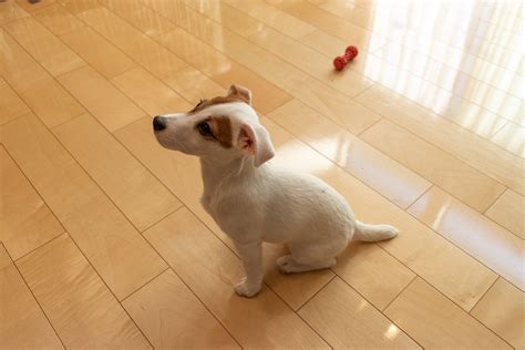 犬の尿がフローリングに与える影響