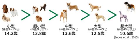 犬の平均寿命は14.6歳