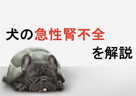 犬の急性腎不全: 症状、治療、予後