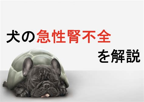 犬の急性腎不全：原因、症状、治療