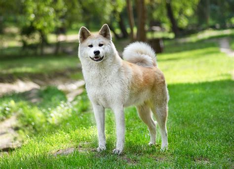 犬の性格と特徴：