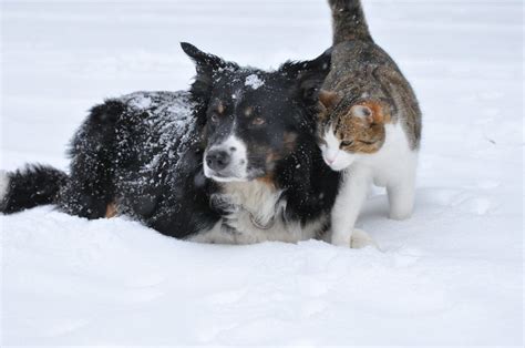 犬の排尿困難：原因、症状、治療法