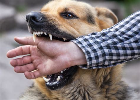 犬の攻撃性の原因と対処法