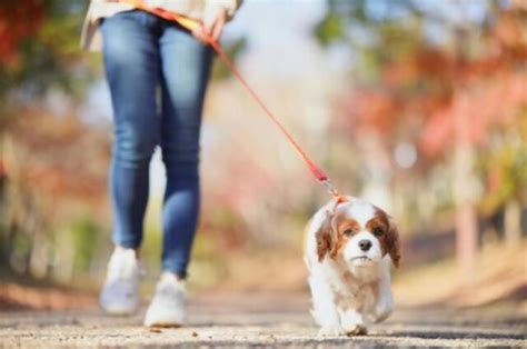 犬の散歩中に怒られたときの対処法