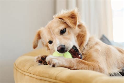 犬の最高のおもちゃ選びガイド: 愛犬の健康と幸せのために