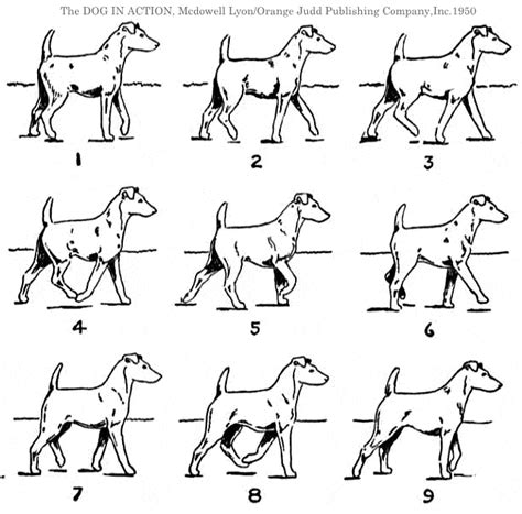 犬の歩き方ガイド：健康で幸せな生活を送るための実践的なヒント