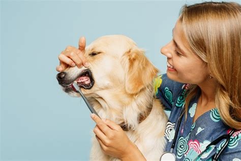 犬の歯磨きが重要な理由