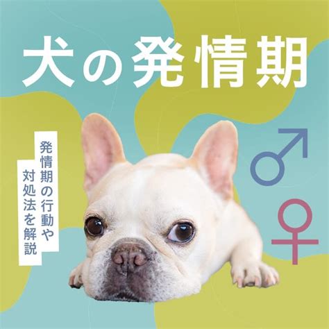 犬の発情期：完全ガイド