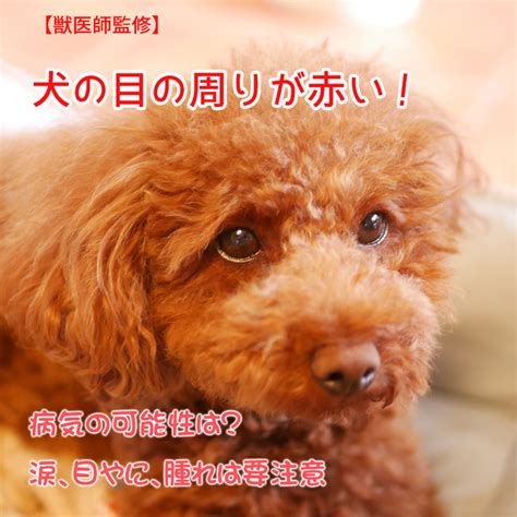 犬の目の周りを避けて、スプレーを全身に均等に噴霧します。