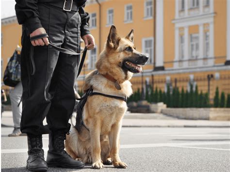 犬の種類：警察犬として活躍するK9