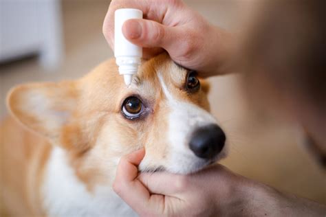 犬の結膜炎: 原因、症状、治療法