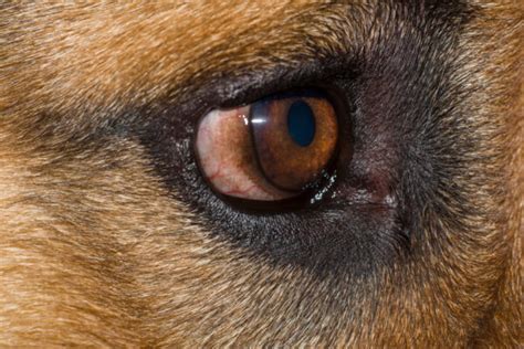 犬の結膜炎：症状、原因、治療法、予防策