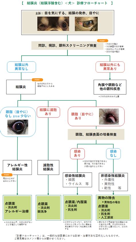 犬の結膜炎：飼い主さん必見の情報