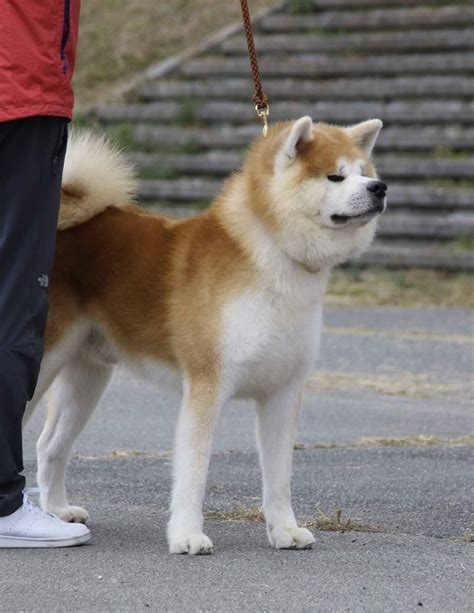 犬の美しさ、健康、賢さを競うイベント