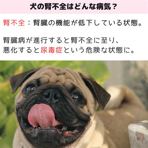 犬の腎不全：原因、症状、治療