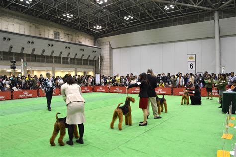 犬の華やかな祭典、ドックショー