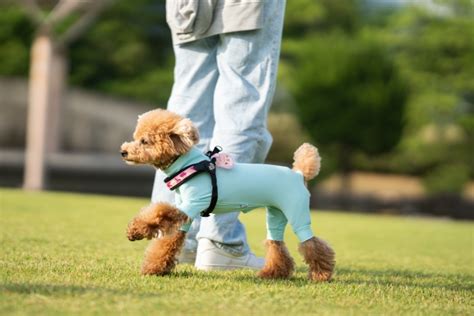 犬の虫除け服：愛犬を守るための効果的な対策