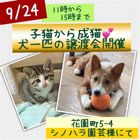 犬の譲渡は先着順ではない