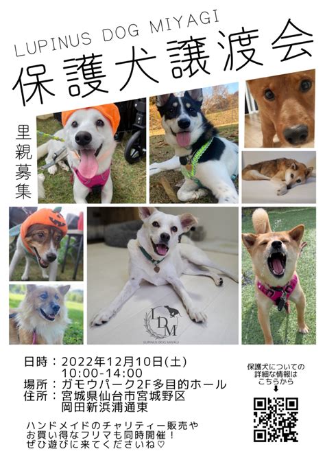 犬の譲渡：ステップバイステップ