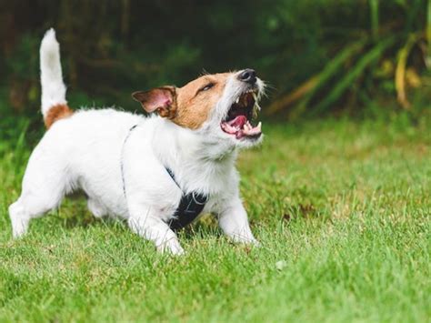 犬の過剰吠えを止めるための包括ガイド