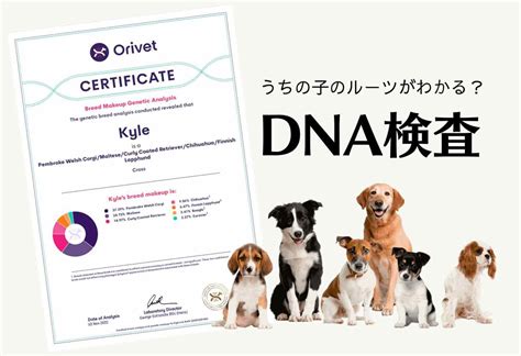 犬の遺伝子検査でペットの健康を守る