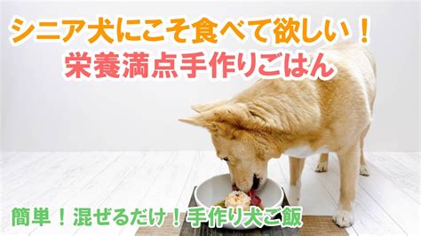 犬の食事【シニア編】